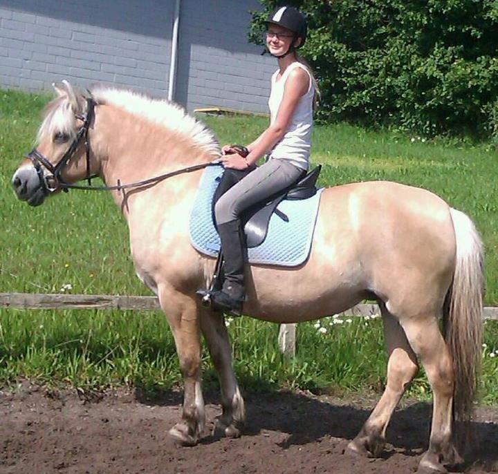 Fjordhest Tilde billede 10