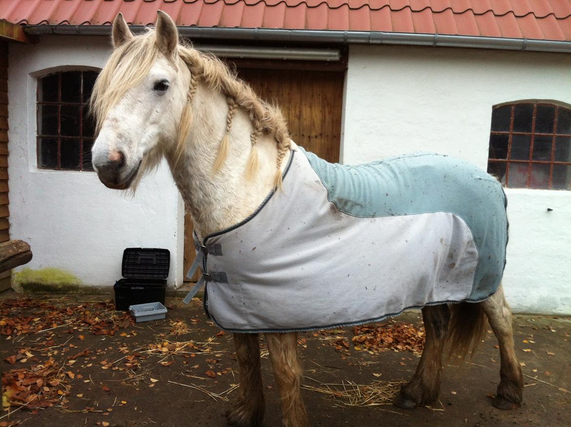 Irish Cob Tøsen - 7. november 2012.
Godt beskidt efter at have været ude og ride :)) billede 11