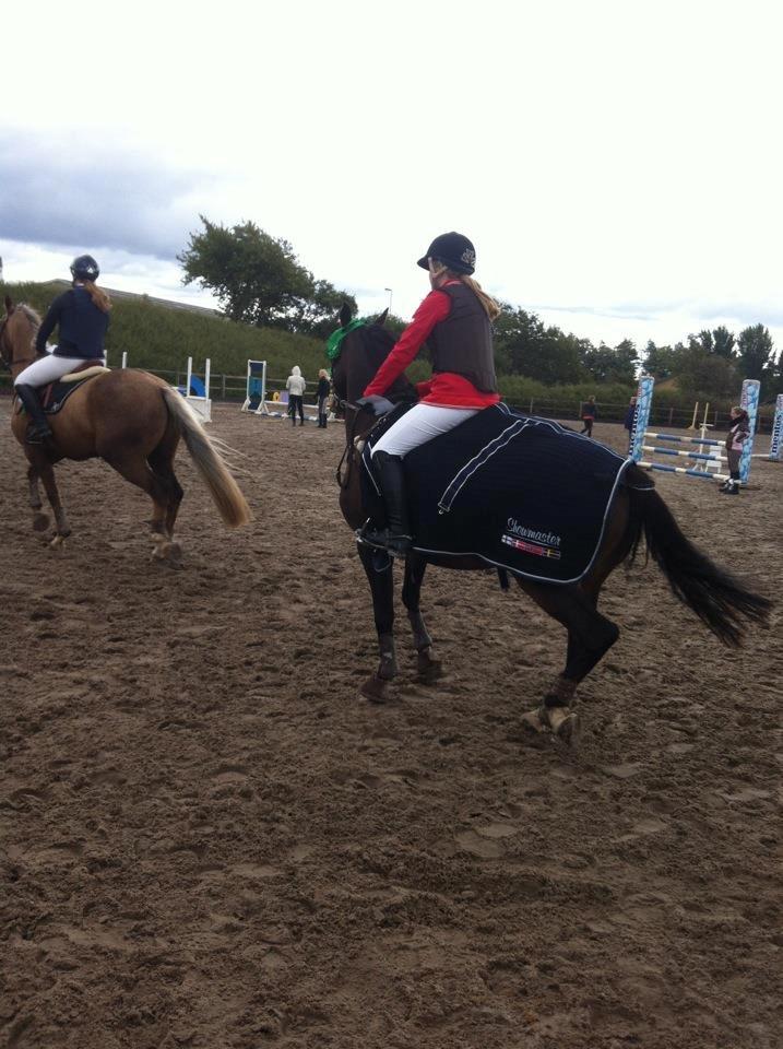 Tysk Sportspony Verdi - B-pony - 3 plads i LA billede 10