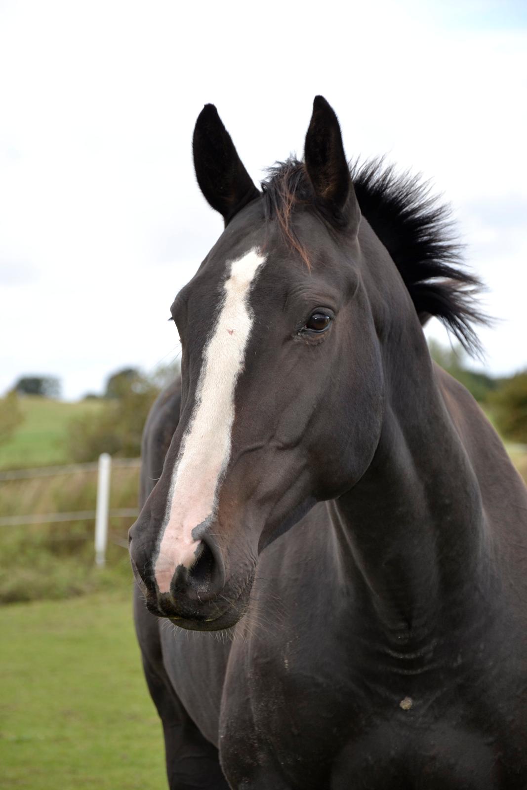 Pinto Scheel´s Samurai - Sommer 2012, Raisen er ved at være en stor, flot dreng  :) billede 2