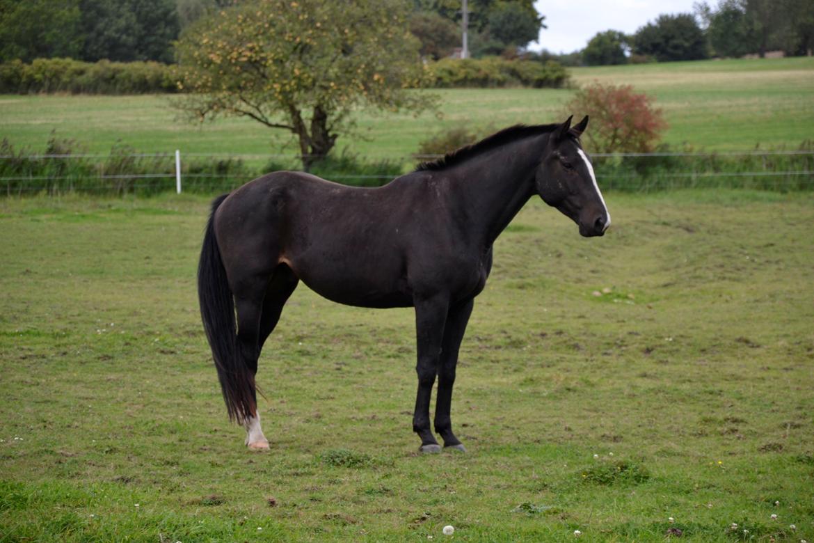 Pinto Scheel´s Samurai - Mangler stadig lidt fylde, men han er bare så SKØN! billede 15