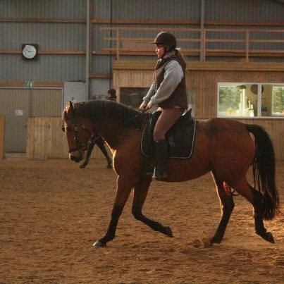 Dansk Varmblod Kraglunds Rosianna [ Tidl.LÅNEHEST] SOLGT!  - Til undervisning bidløst på Rosa billede 14