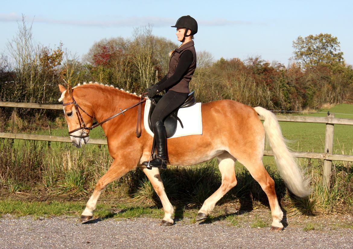 Haflinger Kløv's Paxi - Træning - november 2012 billede 10