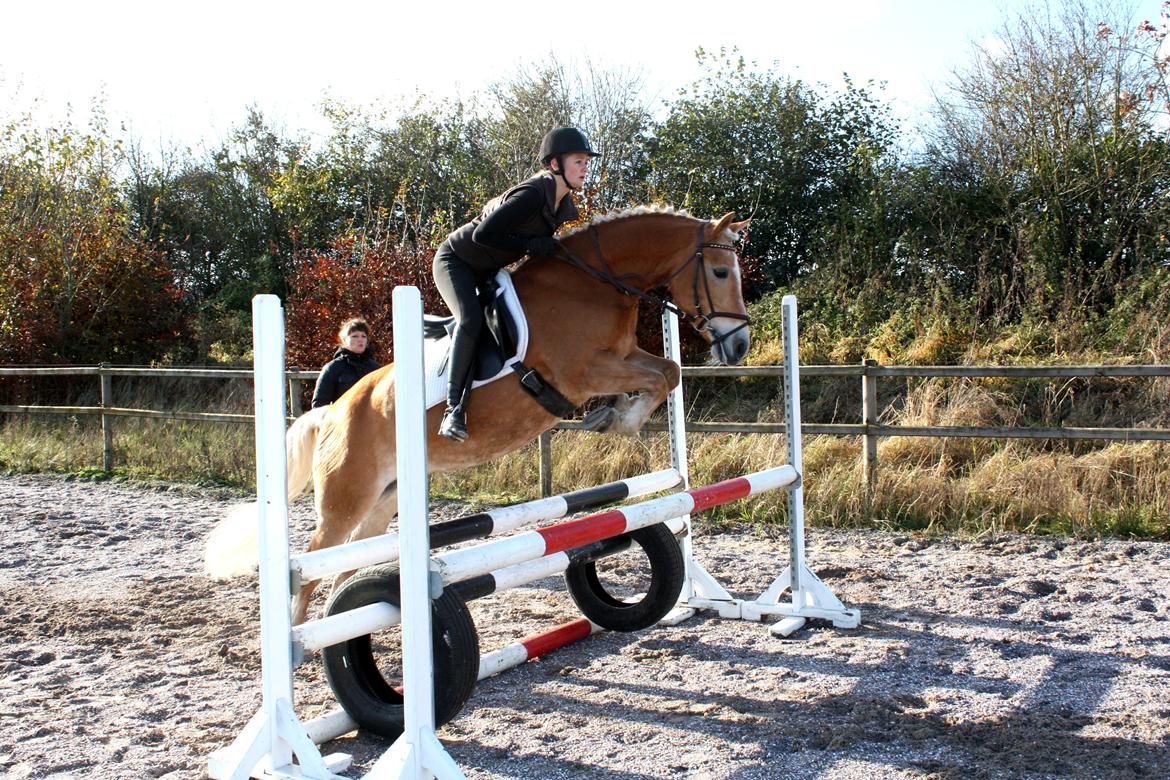 Haflinger Kløv's Paxi - Træning november 2012.  billede 20