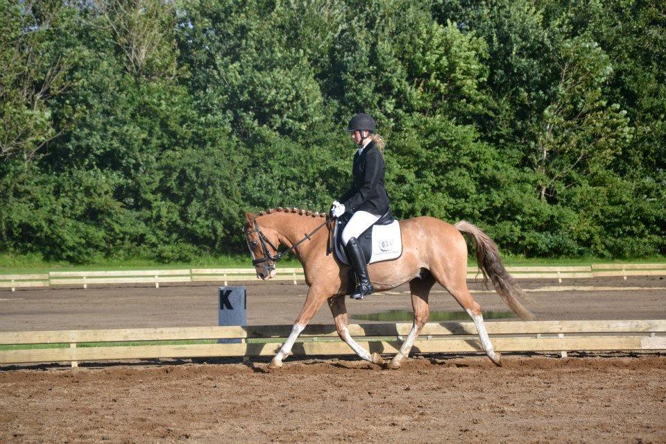 DSP Wissinggaards Dornik Special<3 - Championat<3 billede 1