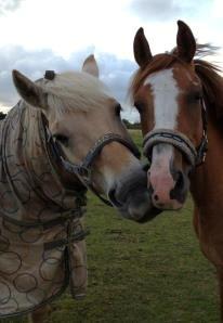 DSP Wissinggaards Dornik Special<3 - Hygge på folden*-: billede 18