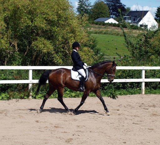 Dansk Varmblod Panaceas-Traum billede 9
