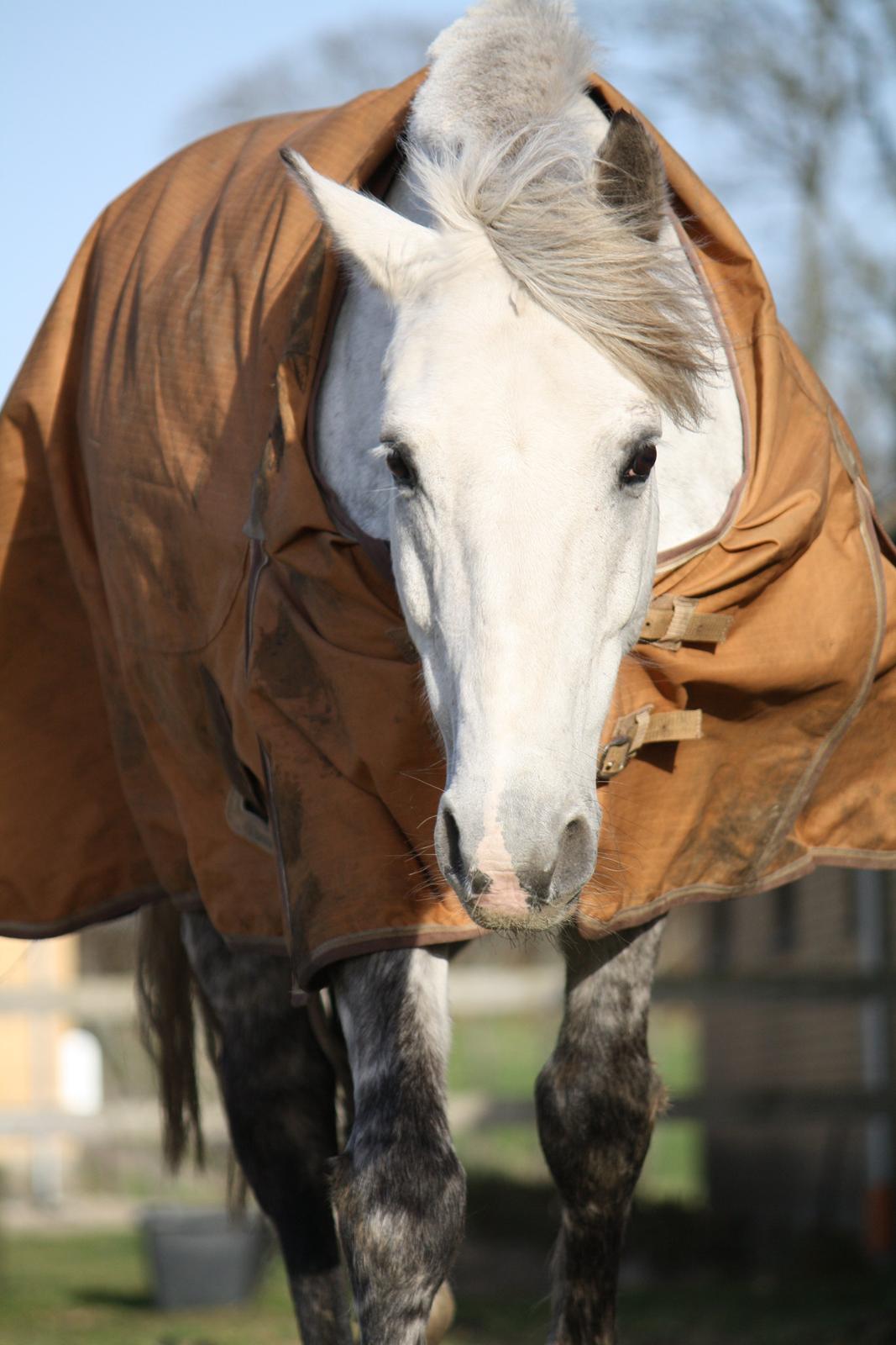 Welsh Cob (sec D) Athos/Mowgli - Foto: Mig / Hanne Viola Pedersen billede 26