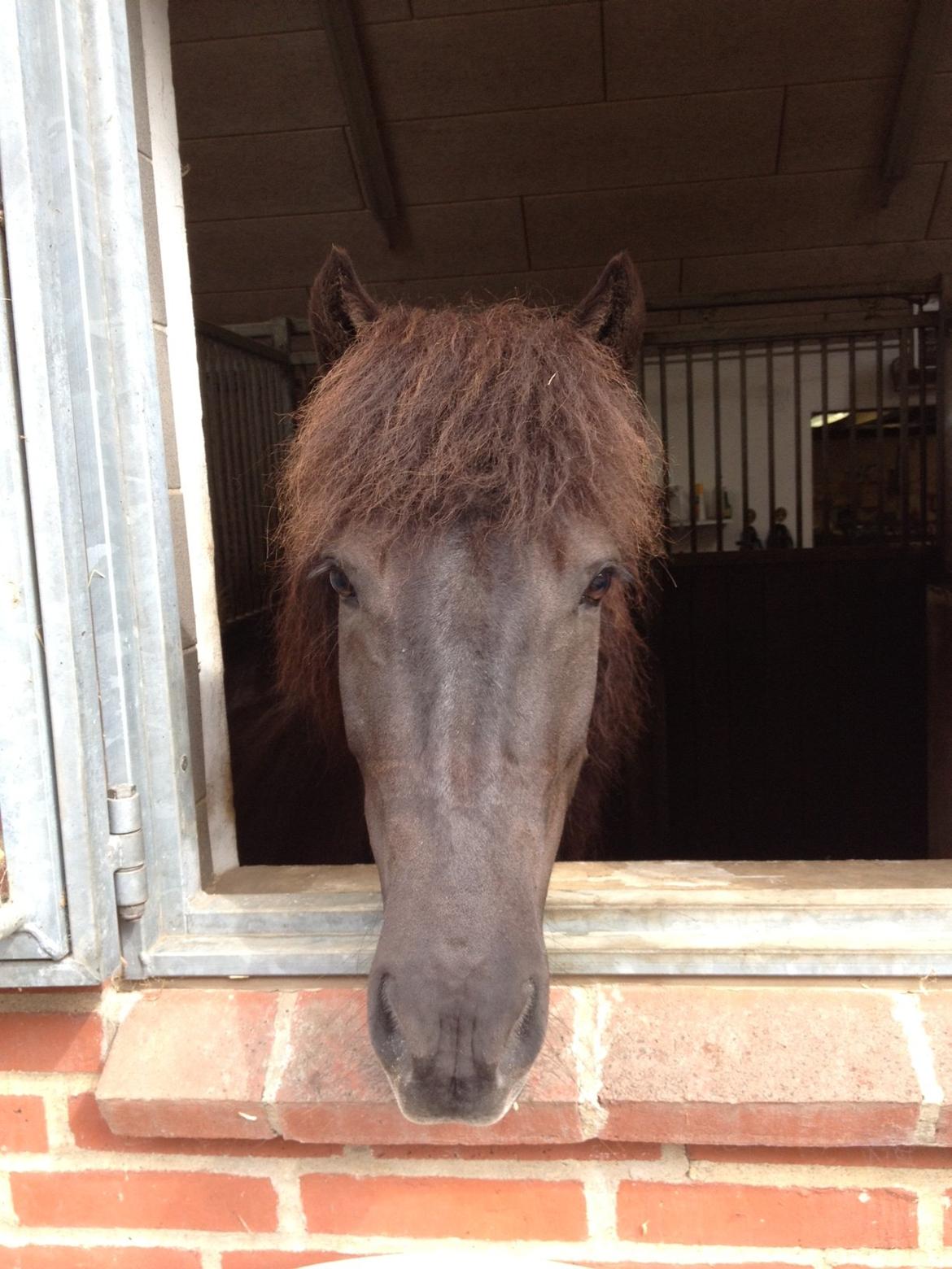 Islænder Hvítasunna - Drømme er først håbløse den dag du stopper med at kæmpe for dem<3 billede 8