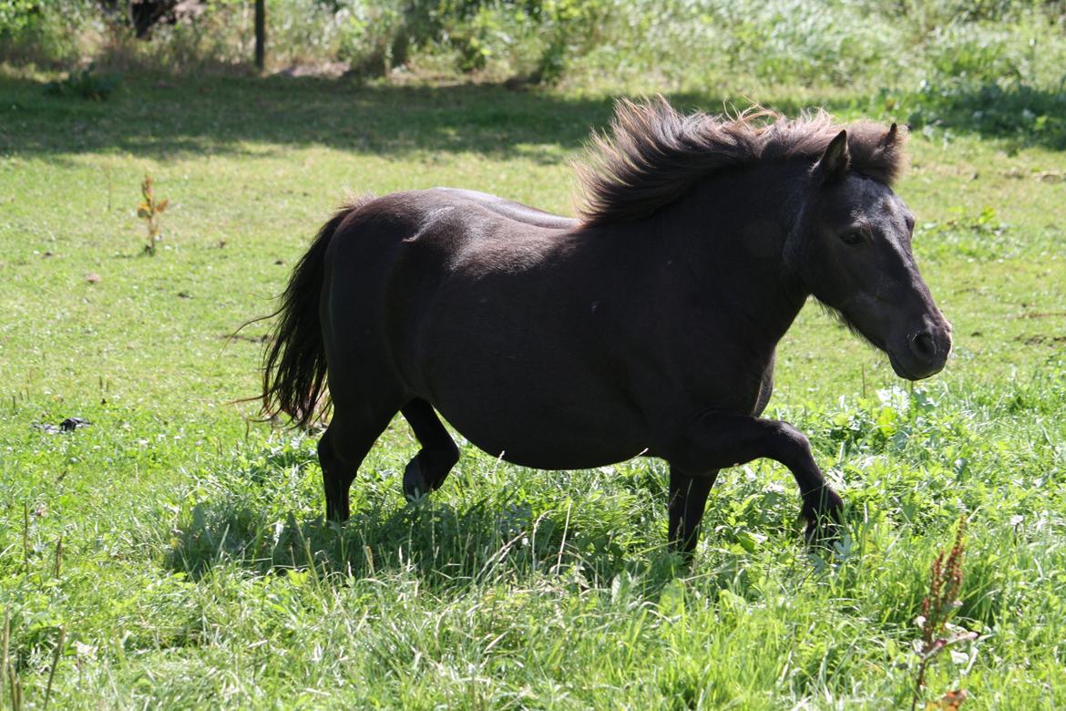 Shetlænder Jægergårdens Hikki - Foto: Mig / Hanne Viola Pedersen billede 17