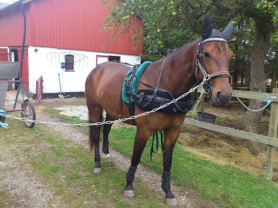 Traver Sweet Peace - Klar til træning i skoven oktober 2012 billede 3