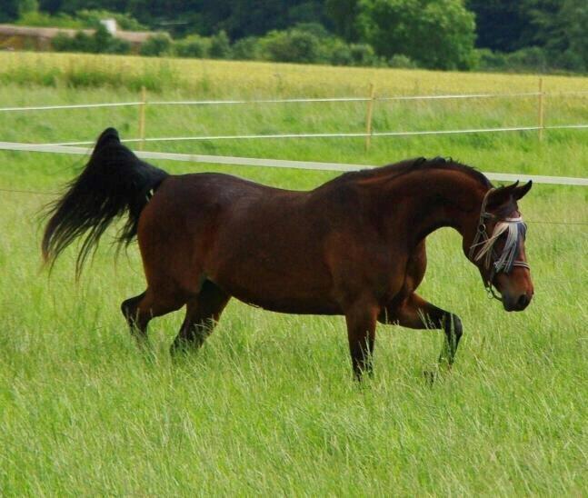 Traver Sweet Peace - Sommeren 2012, venligst taget af min bedste ven Camilla Kaaber billede 2