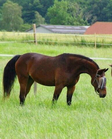 Traver Sweet Peace - Hvem havde troet at Sweet ville se sådan ud tre år efter hendes dramatiske entré til verden<3 billede 1