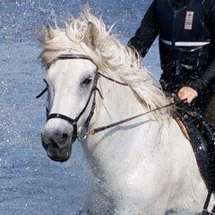 Islænder Stirnir fra Gammelgab billede 2