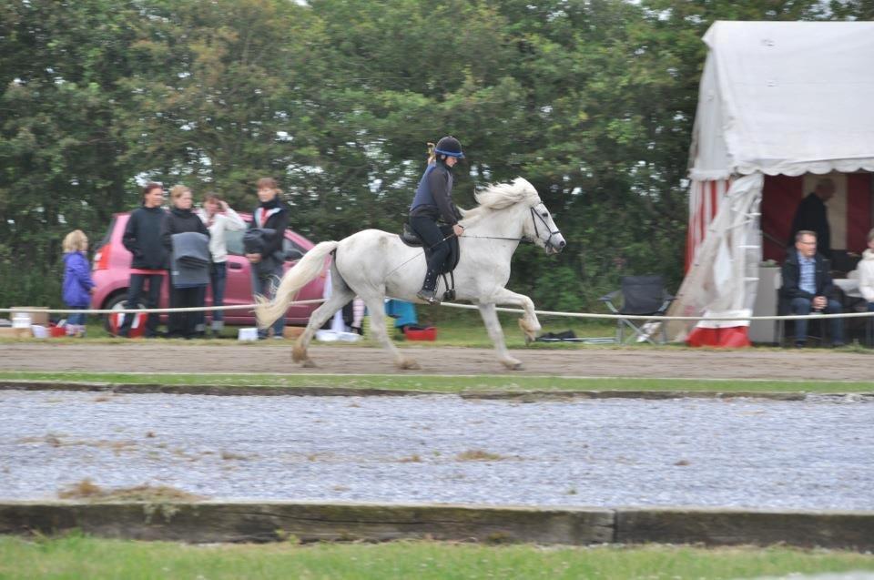 Islænder Stirnir fra Gammelgab billede 3