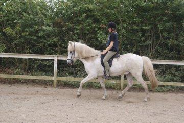 Islænder Stirnir fra Gammelgab billede 4