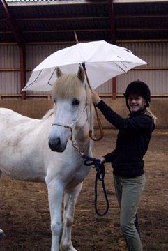 Islænder Stirnir fra Gammelgab billede 5