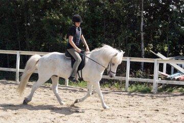 Islænder Stirnir fra Gammelgab - Hej og velkommen til Stirnirs profil i må meget gere byde ham velkommen :-) billede 1