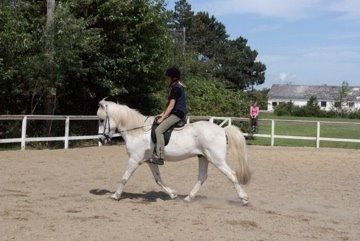 Islænder Stirnir fra Gammelgab billede 6
