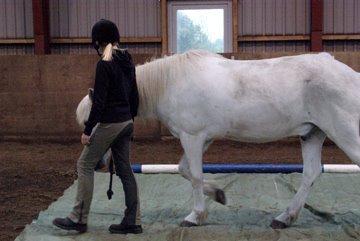 Islænder Stirnir fra Gammelgab billede 7