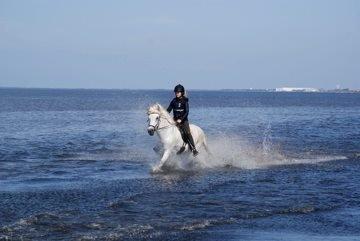 Islænder Stirnir fra Gammelgab billede 8