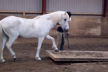 Islænder Stirnir fra Gammelgab billede 9