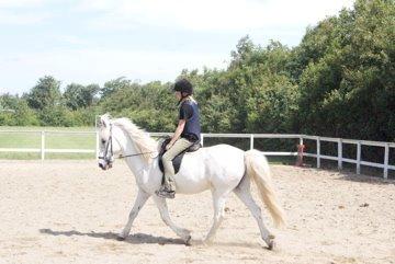 Islænder Stirnir fra Gammelgab billede 10
