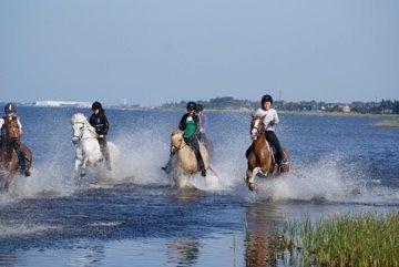 Islænder Stirnir fra Gammelgab billede 11