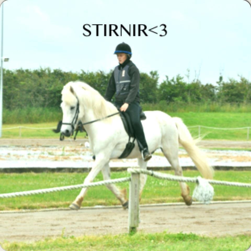 Islænder Stirnir fra Gammelgab billede 12