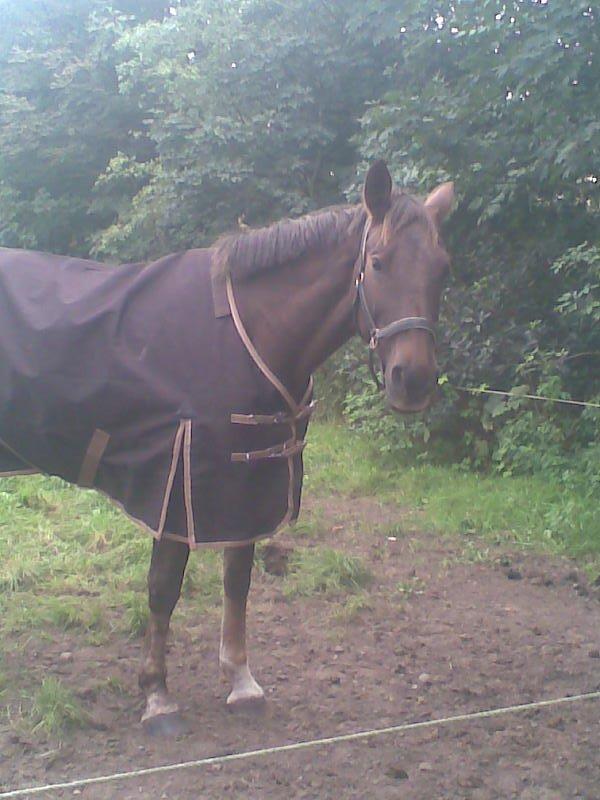 Anden særlig race Miss maja   (død) billede 19