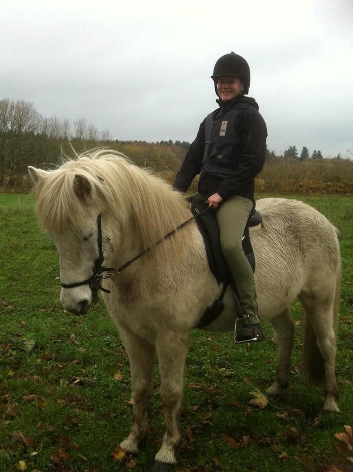Islænder Stirnir fra Gammelgab billede 13