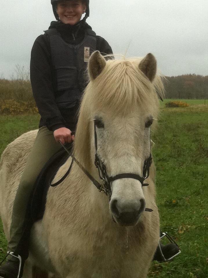 Islænder Stirnir fra Gammelgab billede 14