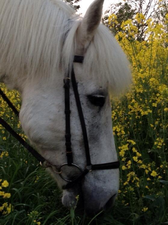 Islænder Stirnir fra Gammelgab billede 15