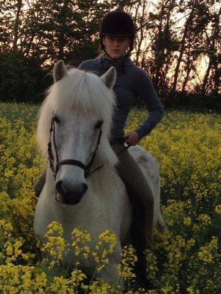 Islænder Stirnir fra Gammelgab - Hejhej :-) billede 16