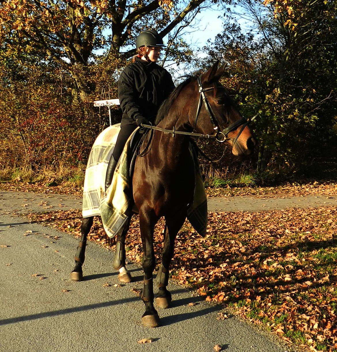 Polsk Varmblod Gaja "R.I.P" :'( - På en lille efterårstur med prinsessen :) billede 4