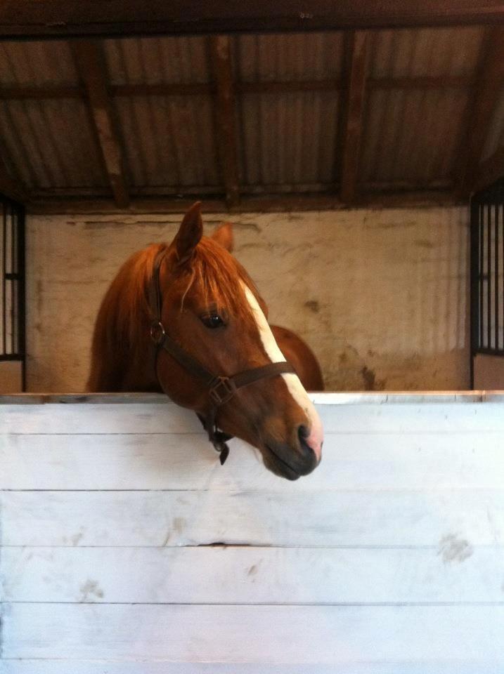 Anden særlig race Valiant billede 1