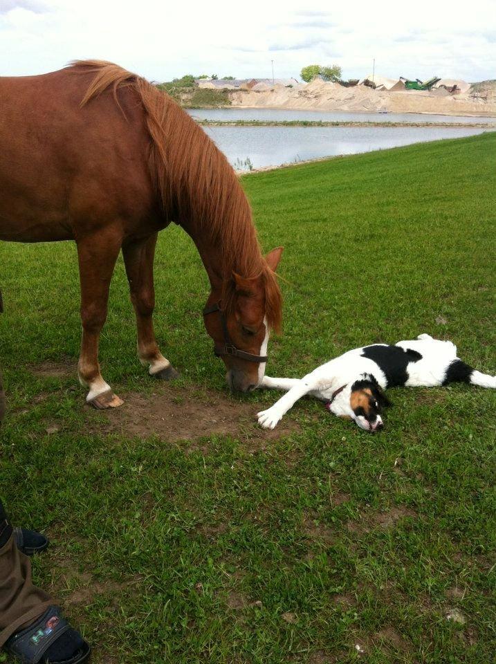 Anden særlig race Valiant billede 2