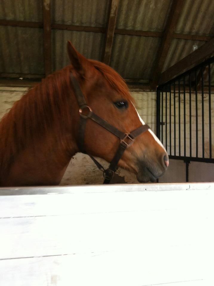 Anden særlig race Valiant billede 3