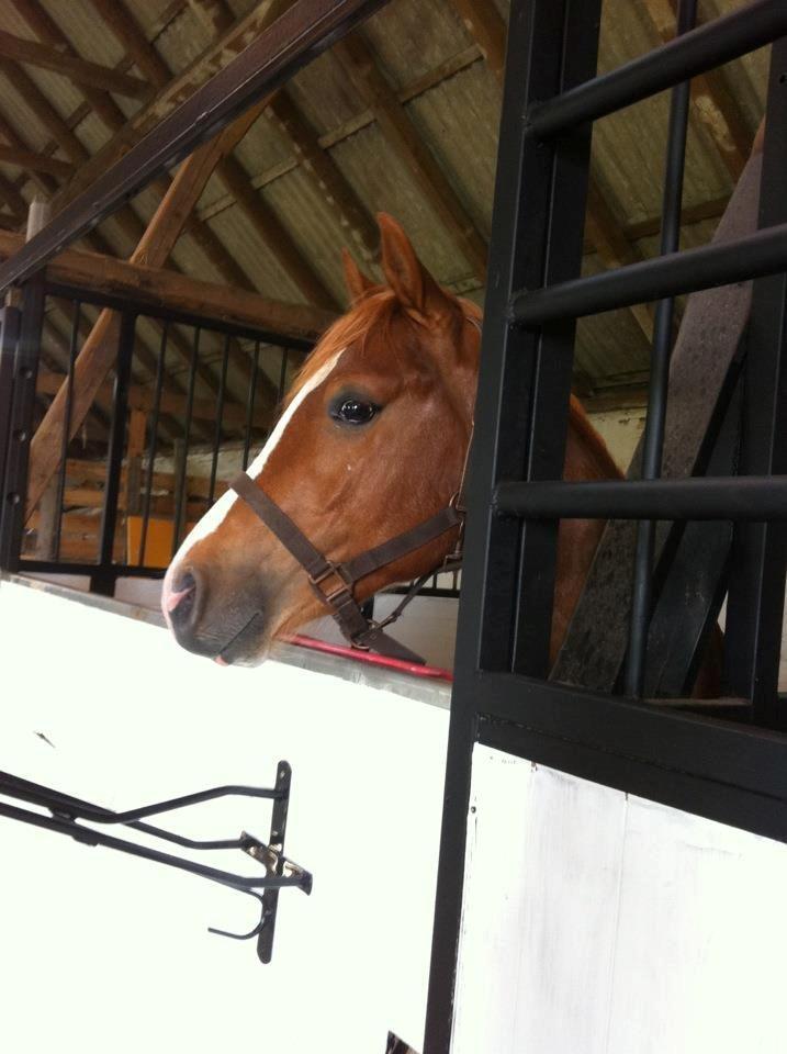 Anden særlig race Valiant billede 4