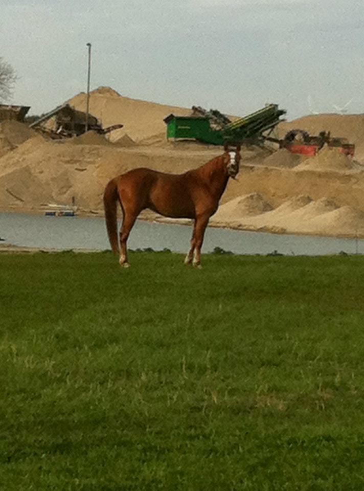 Anden særlig race Valiant billede 5
