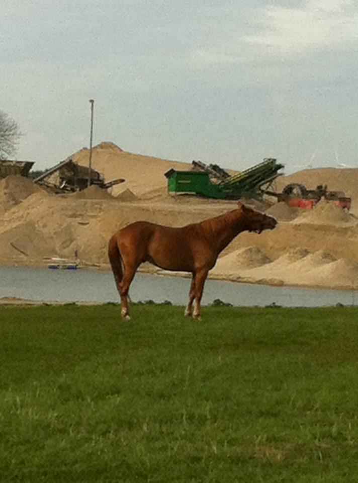 Anden særlig race Valiant billede 6