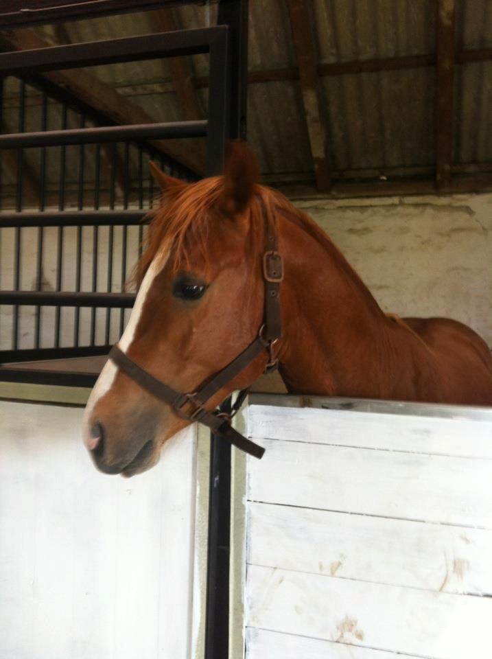 Anden særlig race Valiant billede 7