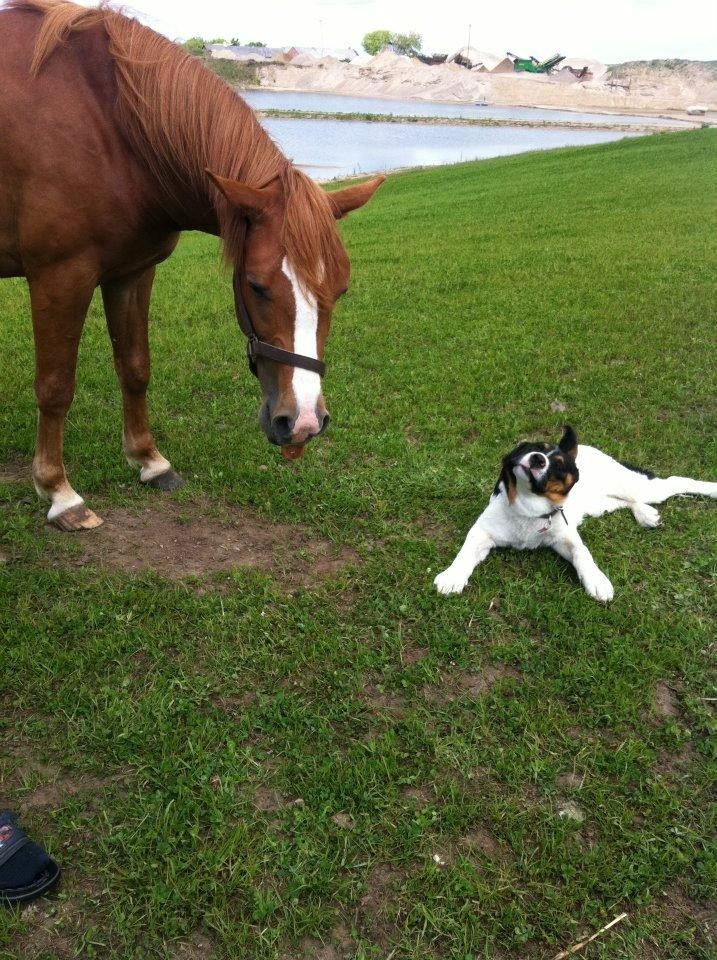 Anden særlig race Valiant billede 8