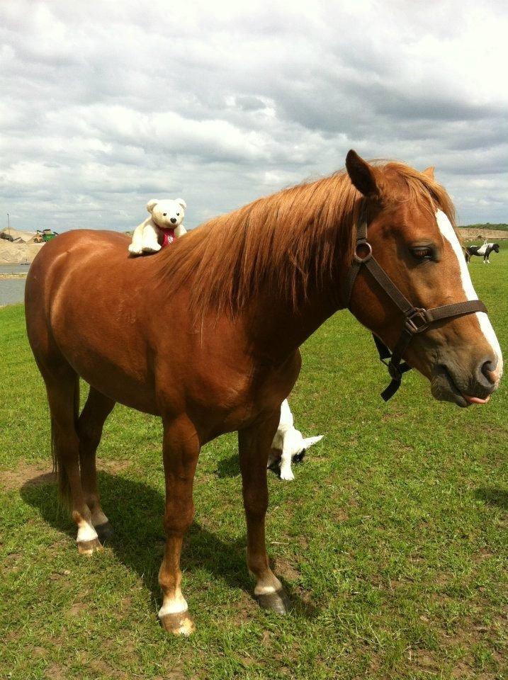 Anden særlig race Valiant billede 9