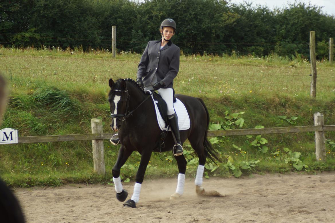 Oldenborg Hector - På opvarmningsbanen:D billede 13