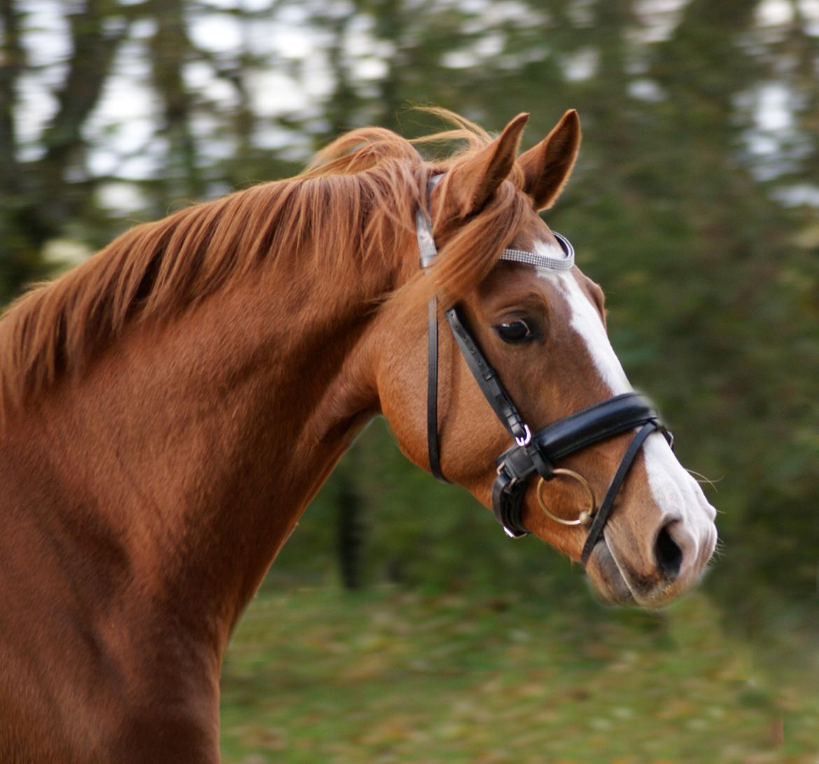 DSP Palle Prut billede 1