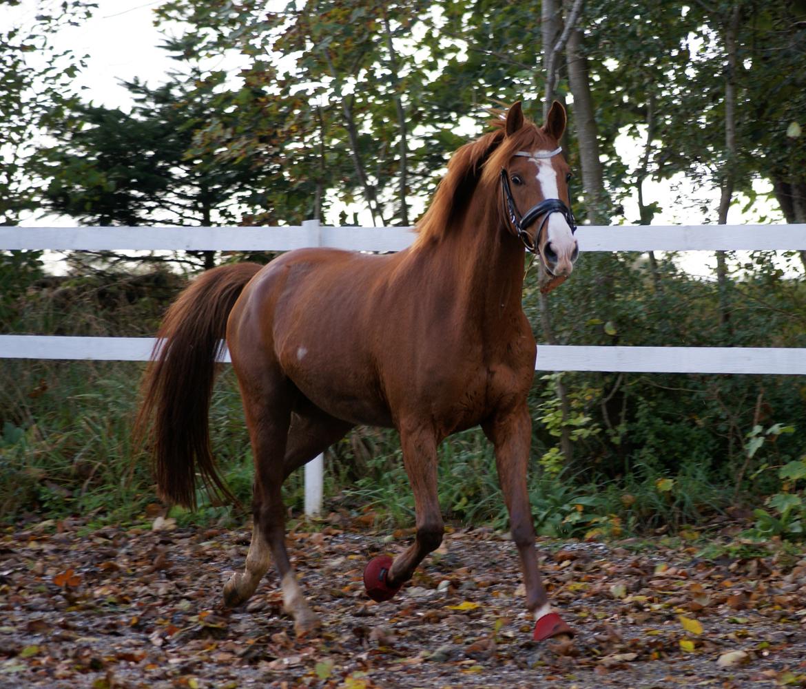 DSP Palle Prut billede 16