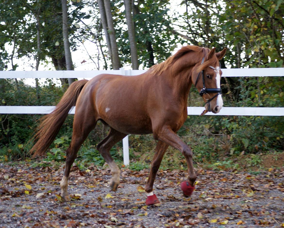 DSP Palle Prut billede 17