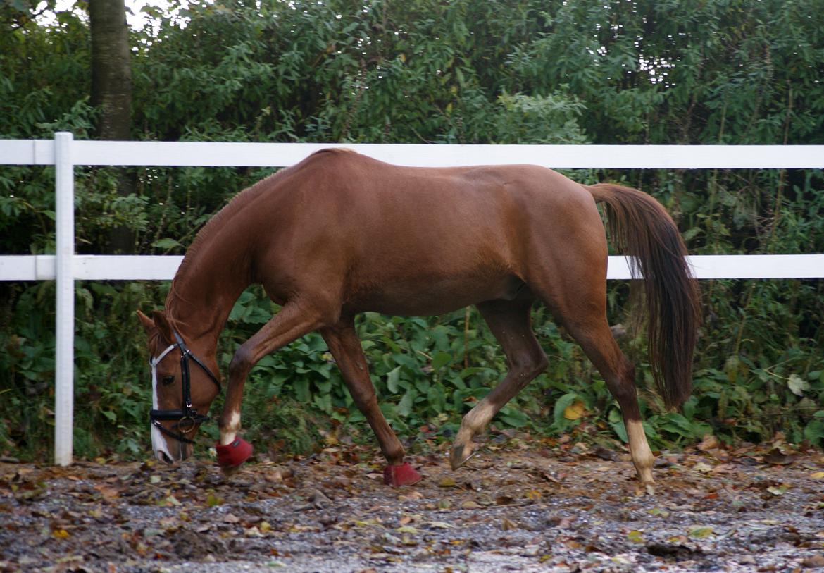 DSP Palle Prut billede 18