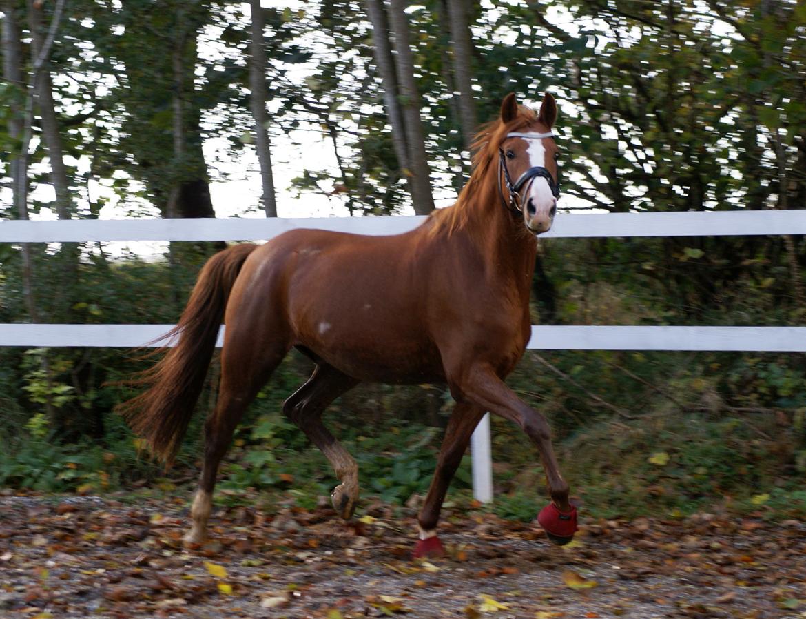 DSP Palle Prut billede 19